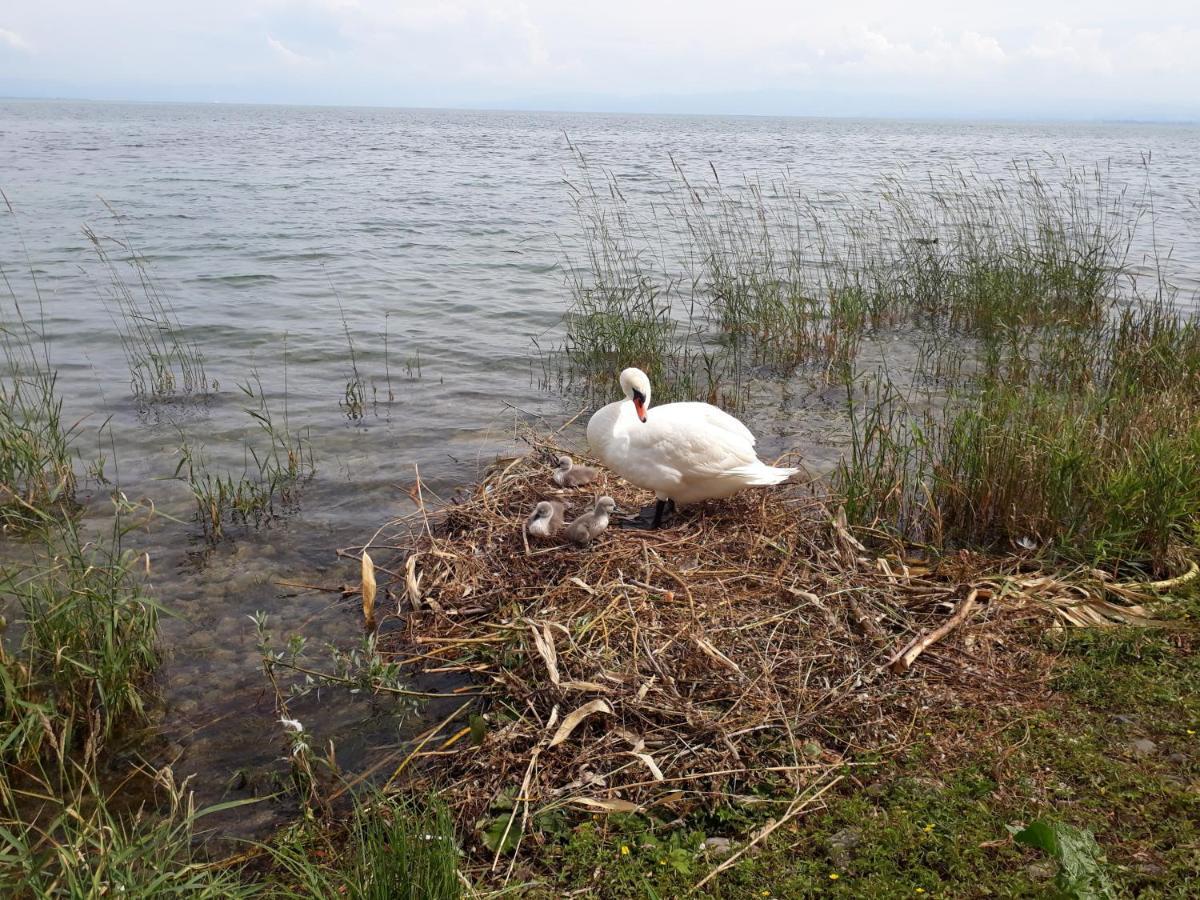 Gaestehaus Zum Landesteg Immenstaad am Bodensee Bagian luar foto